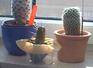 Vom Original nicht zu unterscheiden: Unser Selbstbau-Kaktus